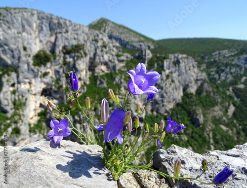 Little bellflowers on grey rocks of Gorge Du Verdon, France