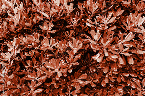Color of the year living coral. Abstract background texture of foliage.