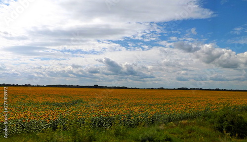 landscape with wheat field and blue sky