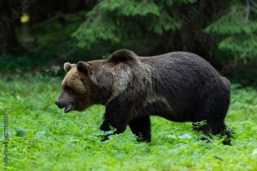 Brown bear in forest (Ursus arctos)