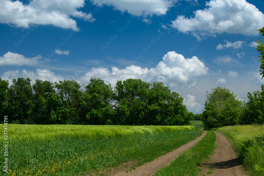 Ground road in the wheaten field and beautiful cloudy. Spring landscape.