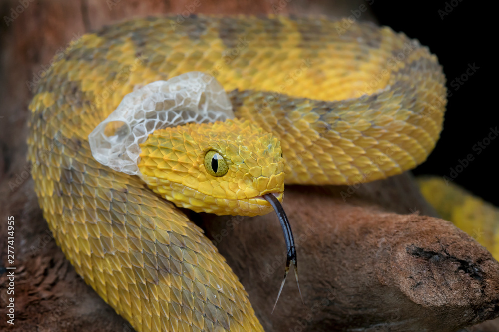 Bush Viper Atheris Squamigera Stock Image - Image of animal, found