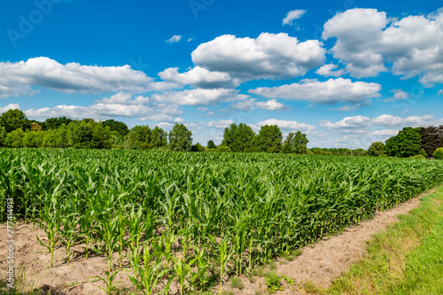 fresh green corn field