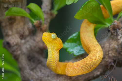 Juvenile Venomous Bush Viper Snake (Atheris squamigera)