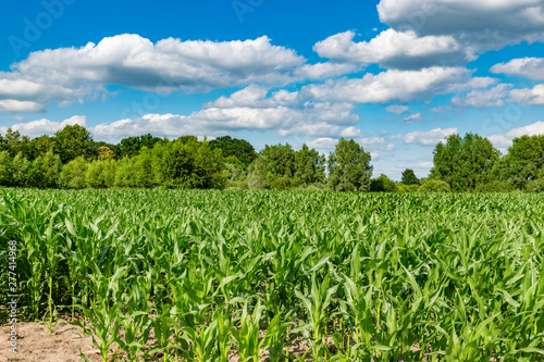 fresh green corn field