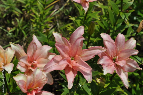 Pink lilies are blooming against the background of green leaves on a sunny summer day, raindrops on petals