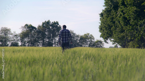 rear back view man in casual clothes walking in wheat field in summer day. nature landscape with young green plant. guy enjoy nature and freedom at the open air.