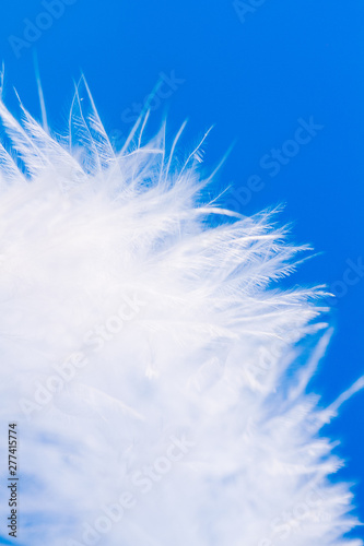 Feather close-up macro on blue background
