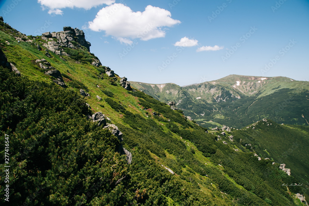 Green forest in the Carpathian mountains near Popivan Chornohirskiy
