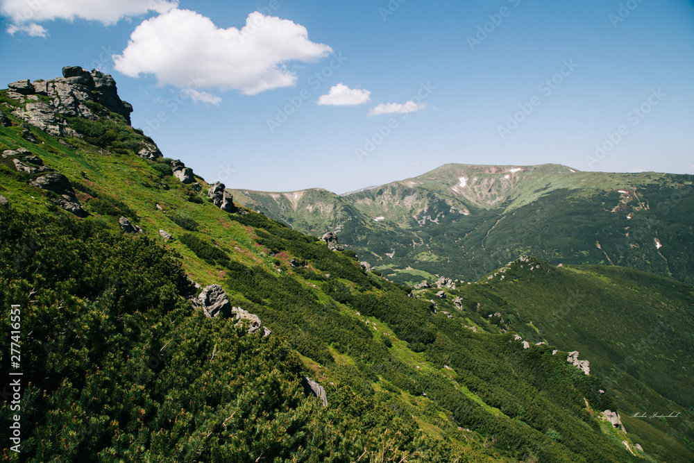 Green forest in the Carpathian mountains near Popivan Chornohirskiy Green forest in the Carpathian mountains near Popivan Chornohirskiy