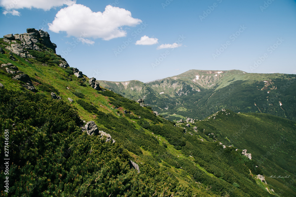 Green forest in the Carpathian mountains near Popivan Chornohirskiy