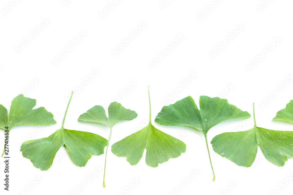 Green leaves of Ginkgo biloba plant isolated on white background. Medicinal leaves of the relic tree Gingko. Green leaves of Ginkgo biloba plant isolated on white background. Medicinal leaves of the relic tree Gingko.