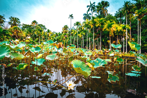 Botanical garden on Mauritius island