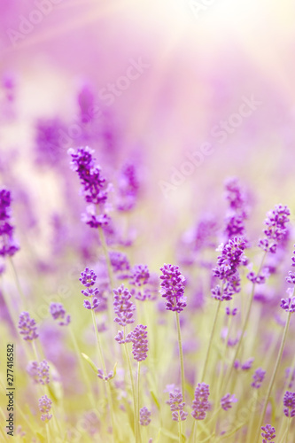 Sunset over a violet lavender field in Provence, France. Lavendin bushes closeup.