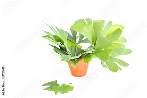 Green leaves of Ginkgo biloba plant isolated on white background. Medicinal leaves of the relic tree Gingko. Juicy gingko leaves in a clay pot.
