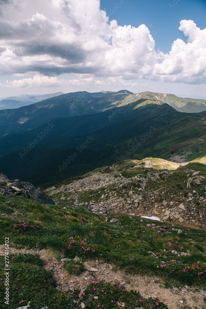 Green forest in the Carpathian mountains near Popivan Chornohirskiy