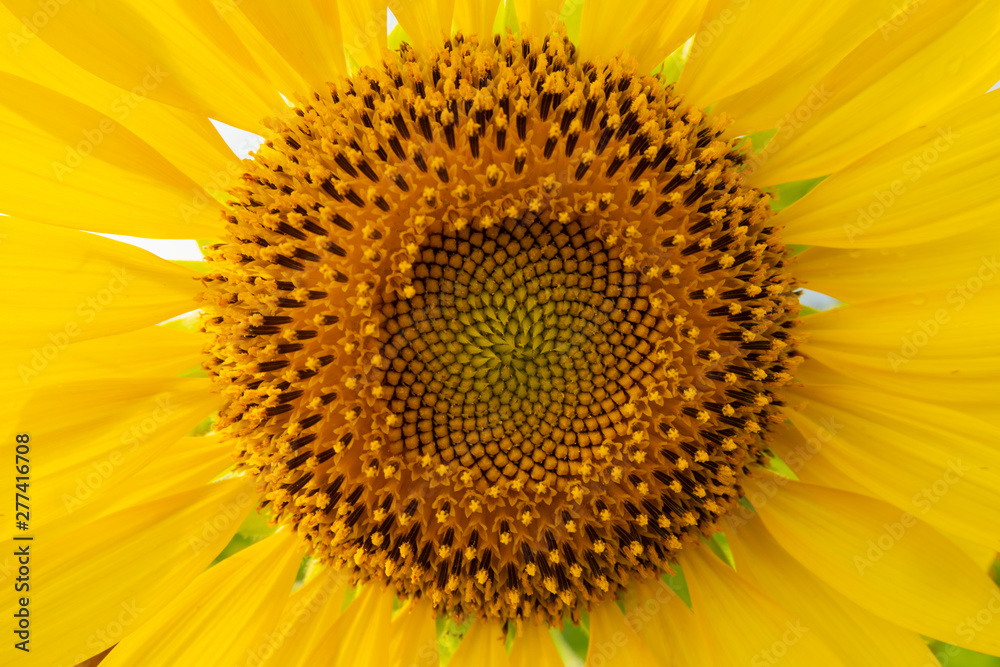 close up sunflower close up sunflower
