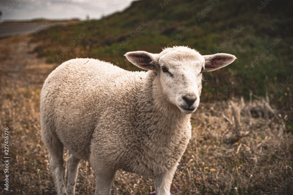 Schaf Portrait Tiere 