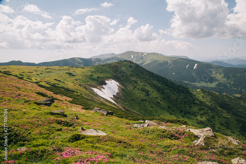 Green forest in the Carpathian mountains near Popivan Chornohirskiy