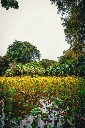 Fototapeta Naklejka Na Ścianę i Meble -  Botanical garden on Mauritius island