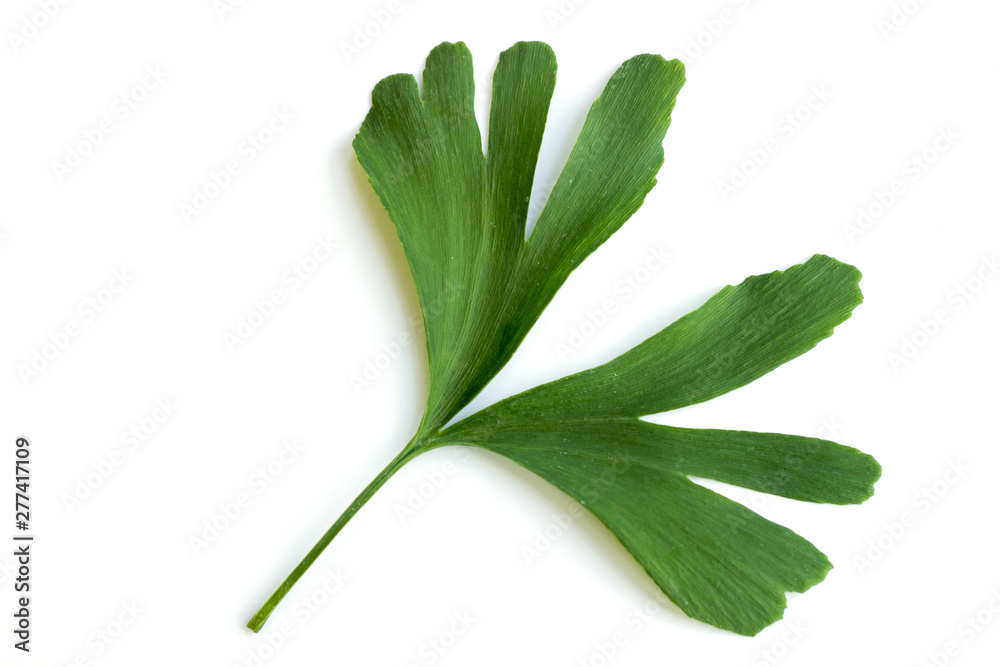 Green leaves of Ginkgo biloba plant isolated on white background. Medicinal leaves of the relic tree Gingko. Green leaves of Ginkgo biloba plant isolated on white background. Medicinal leaves of the relic tree Gingko.