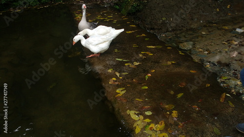 Patos en el rio photo