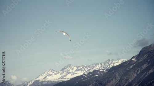 Seagulls soaring in the sky over mountains in Alaska 