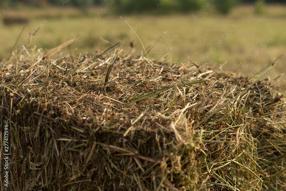 hay