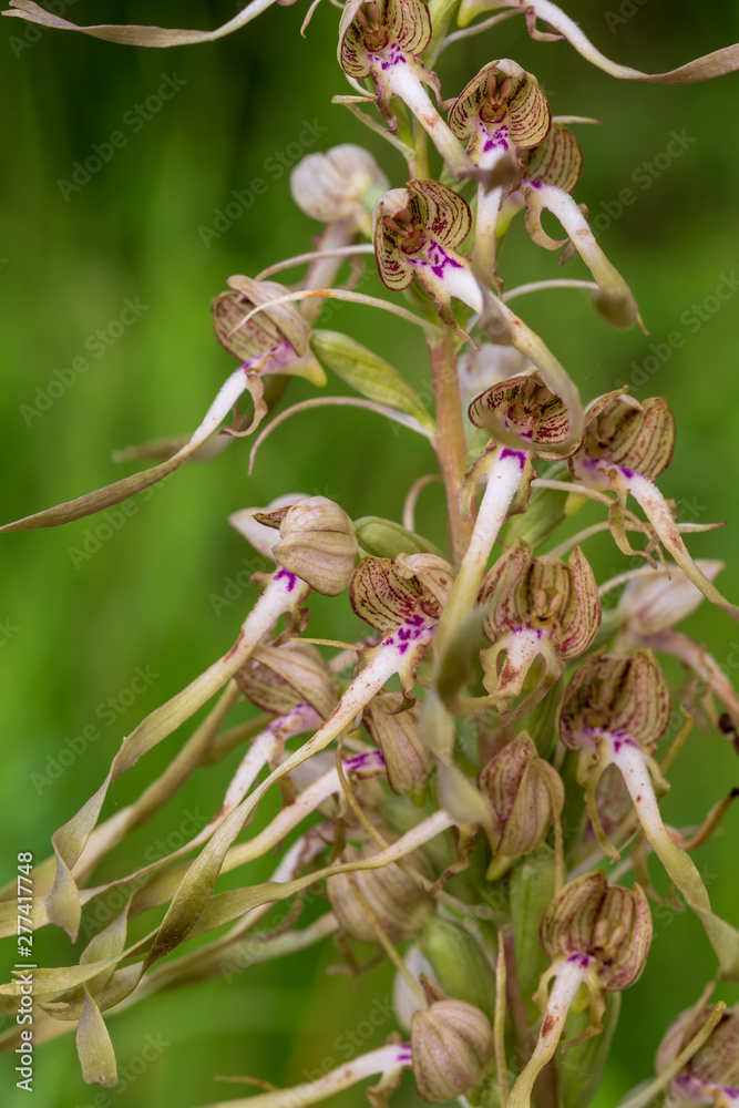 Bochs-Riemenzunge - Bocks-Riemenzunge - Himantoglossum hircinum Bochs-Riemenzunge - Bocks-Riemenzunge - Himantoglossum hircinum