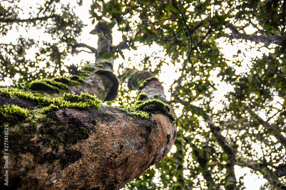 Fototapeta premium árbol y moho