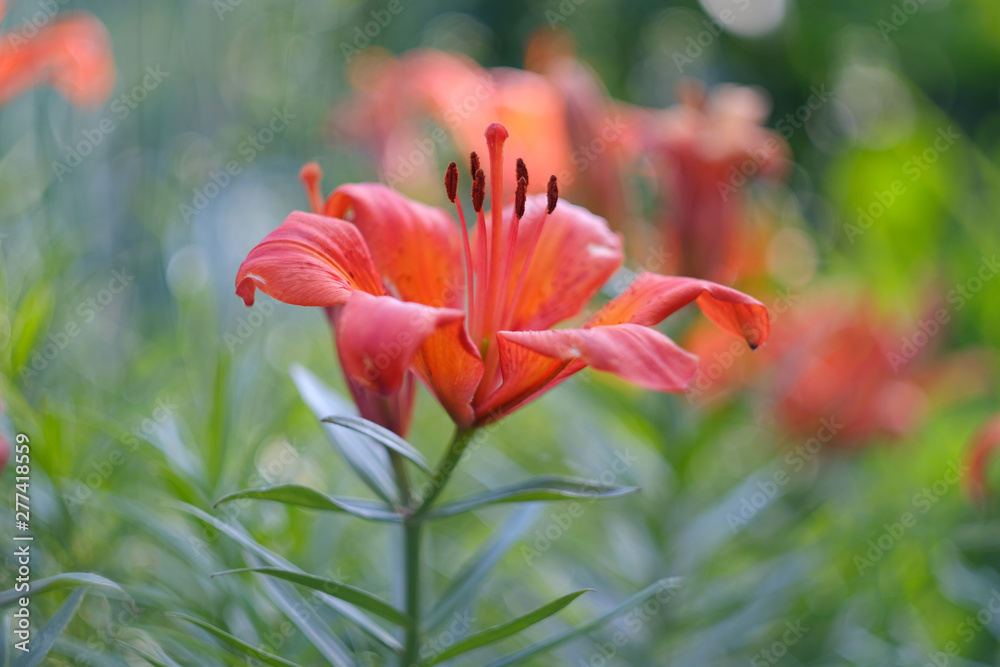 Beautiful lily flower on blurred green background. Beautiful lily flower on blurred green background.