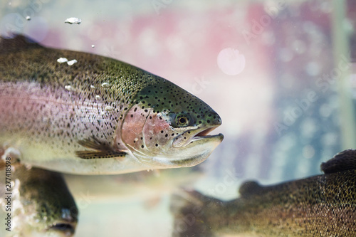 Steelhead trout or Rainbow trout close-up floating under water background