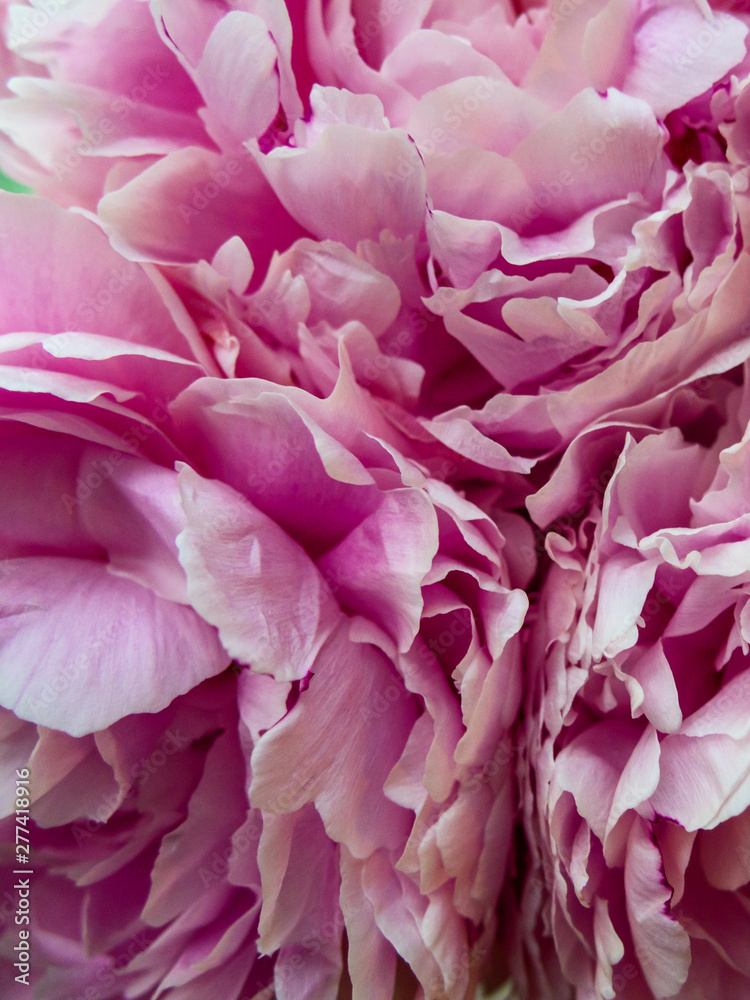 delicate flowers, pink peonies close-up on the whole frame
