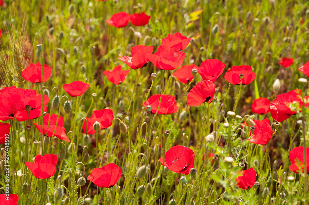 Fototapeta premium Field of poppies