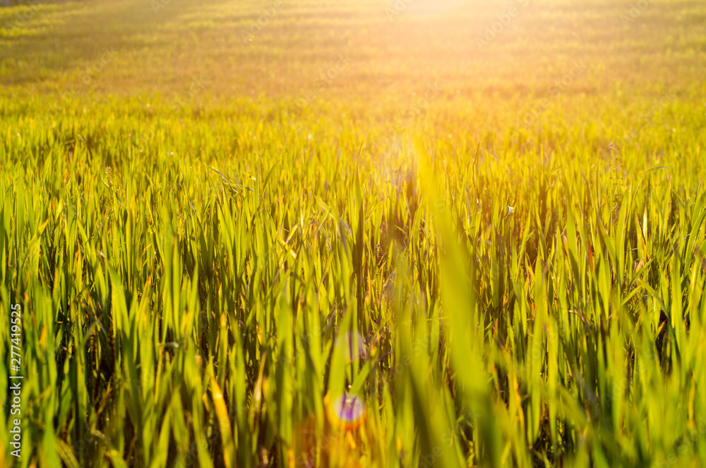 Beautiful summer grass with lens flare