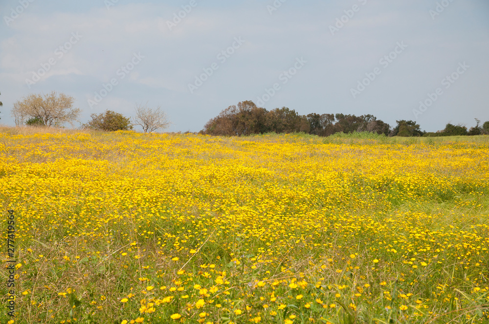 Yellow wild flowers fields