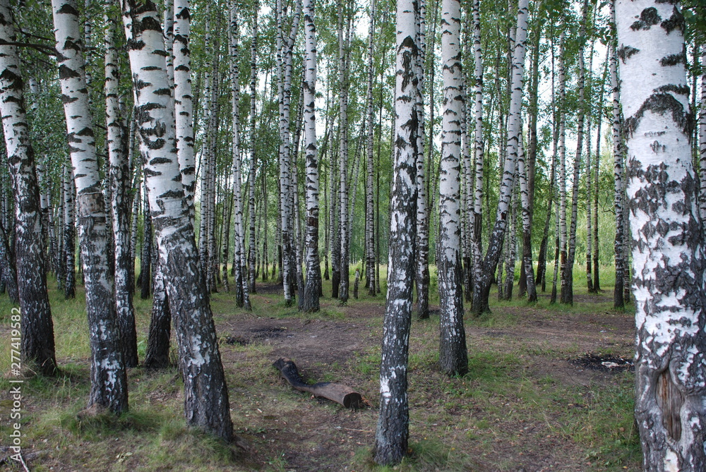 Beautiful birch forest on a warm summer day Beautiful birch forest on a warm summer day