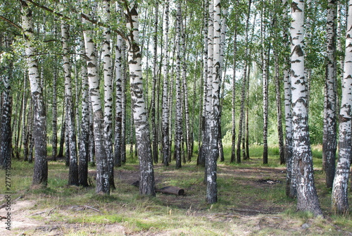 Fototapeta Naklejka Na Ścianę i Meble -  Beautiful birch forest on a warm summer day