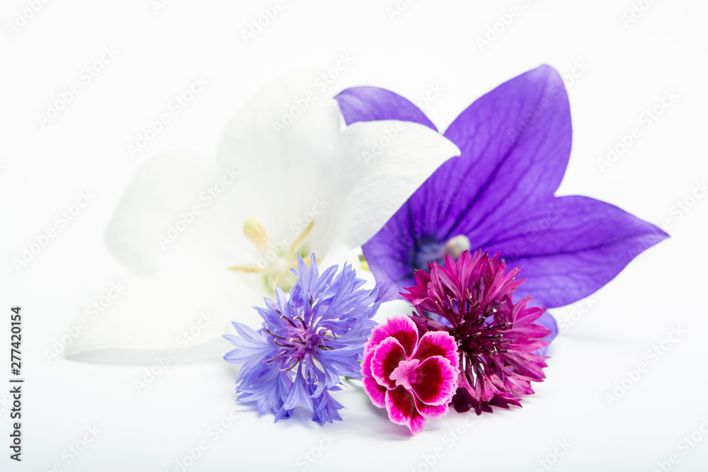 Obraz premium White and purple bell flowers and cornflowers close up, isolated on white background