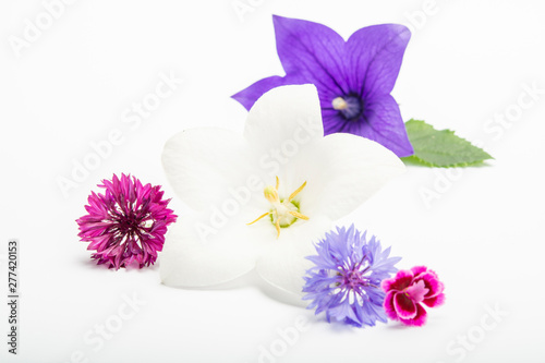 White and purple bell flowers and cornflowers close up  isolated on white background
