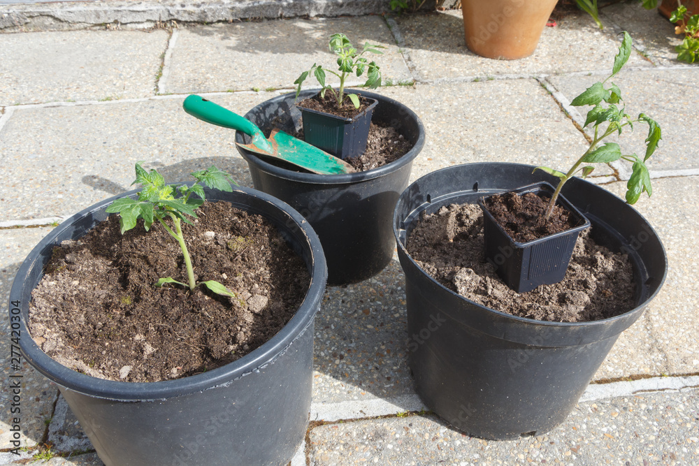 Tomato plants, flowerpots with loam and green gardening trowel Tomato plants, flowerpots with loam and green gardening trowel