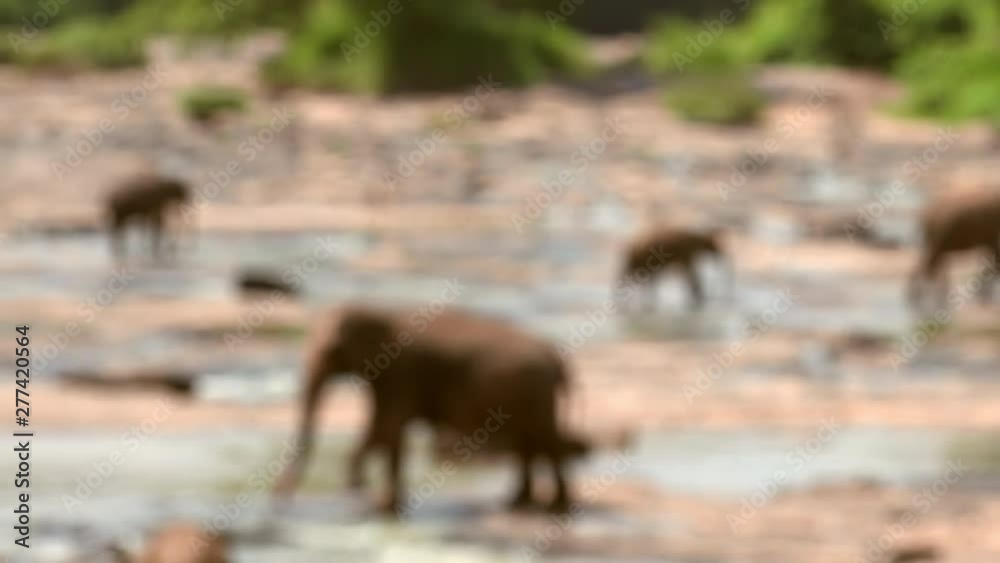 Elephant herd at watering hole walking around stream and relaxing. Amazing landscape, green bushes and grass in background. Soft focus. Colorful and scenic terrain of Pinnawala Orphanage, Sri Lanka Elephant herd at watering hole walking around stream and relaxing. Amazing landscape, green bushes and grass in background. Soft focus. Colorful and scenic terrain of Pinnawala Orphanage, Sri Lanka