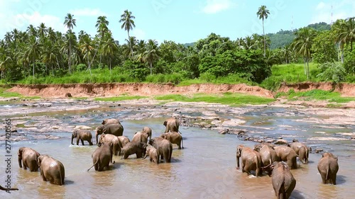 Family of Asian elephants walking at watering place. Wildlife scene with large exotic animals drinking from shallow pond. Captive breeding of wild species. Pinnawala Elephant Orphanage, Sri Lanka. photo