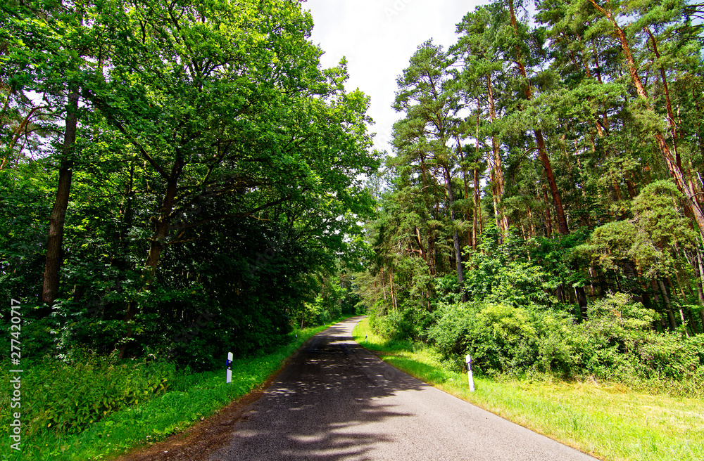 desert road in the forest