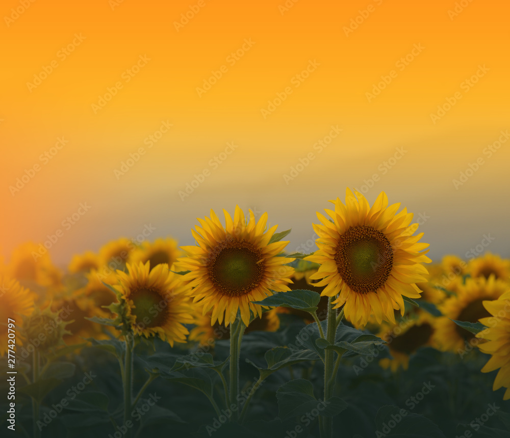 Sunflower field at sunset.Landscape from a sunflower farm.Agricultural landscape.Sunflowers field landscape.Orange Nature Background.Field of blooming sunflowers on a background sunset.Copy Space.