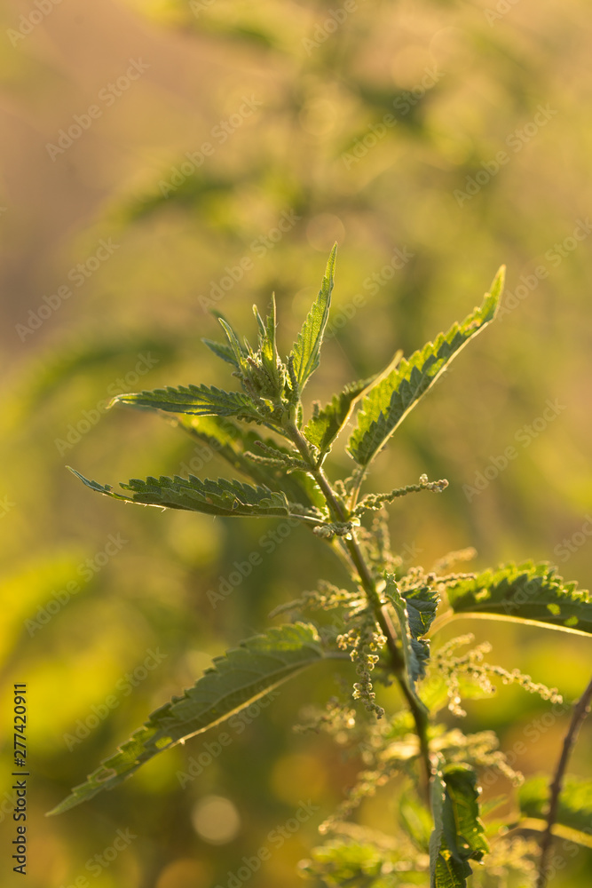 Nettle flower at sunset in backlight. Background of sunset Nettle flower at sunset in backlight. Background of sunset