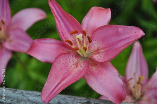 Lily