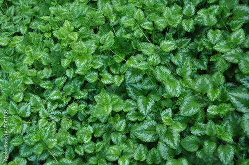 Ground Cover Close Up