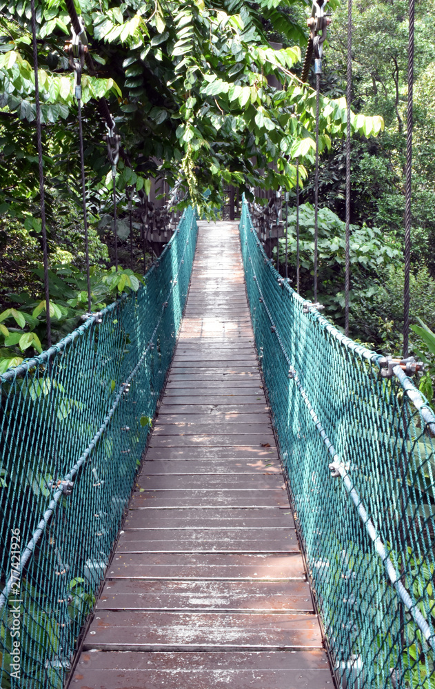 Tree top canopy wooden bridge walkway