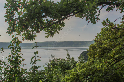 tree on the beach of lake